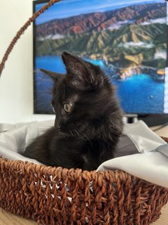 Chanel🖤 - Domestic Medium Hair Cat