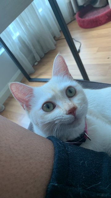 Duchess - Domestic Medium Hair Cat