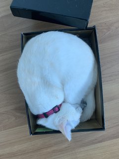Duchess - Domestic Medium Hair Cat