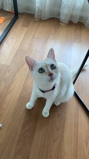 Duchess - Domestic Medium Hair Cat