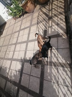 No Namee - Mixed Breed Dog