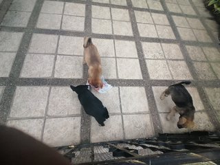 No Namee - Mixed Breed Dog