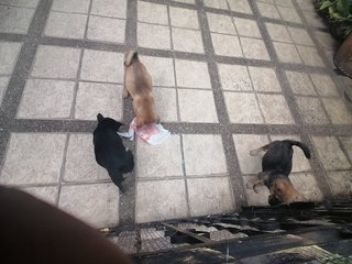 No Namee - Mixed Breed Dog