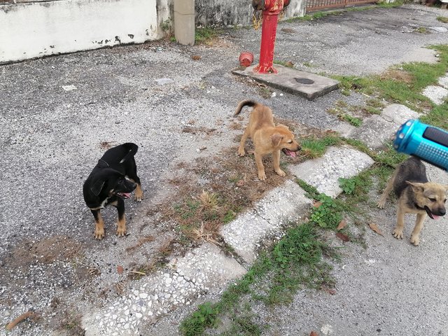 No Namee - Mixed Breed Dog