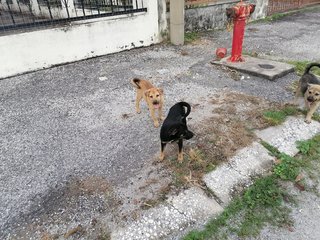 No Namee - Mixed Breed Dog