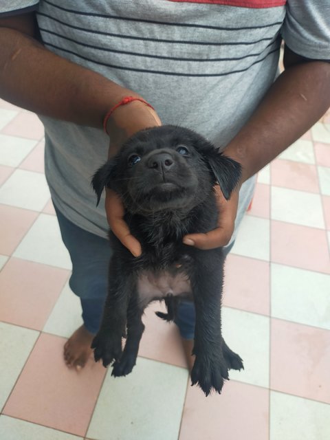 Blacky - Mixed Breed Dog