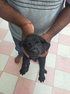 Blacky - Mixed Breed Dog