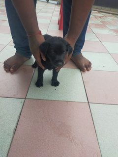 Blacky - Mixed Breed Dog