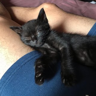 Halle - Domestic Medium Hair Cat