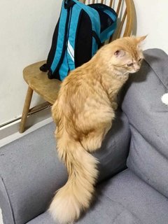 Limau - Maine Coon + Persian Cat