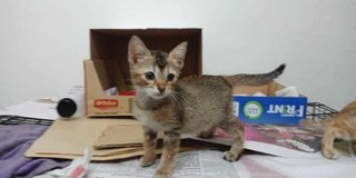 Tabby Baby - Domestic Short Hair Cat