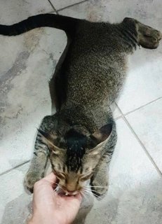 Friendly Boi Boi With Affectionate Girl - Domestic Short Hair Cat