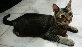 Friendly Boi Boi With Affectionate Girl - Domestic Short Hair Cat