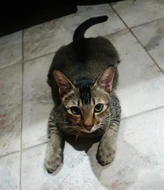 Friendly Boi Boi With Affectionate Girl - Domestic Short Hair Cat