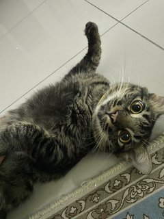 Jebat - Domestic Medium Hair Cat