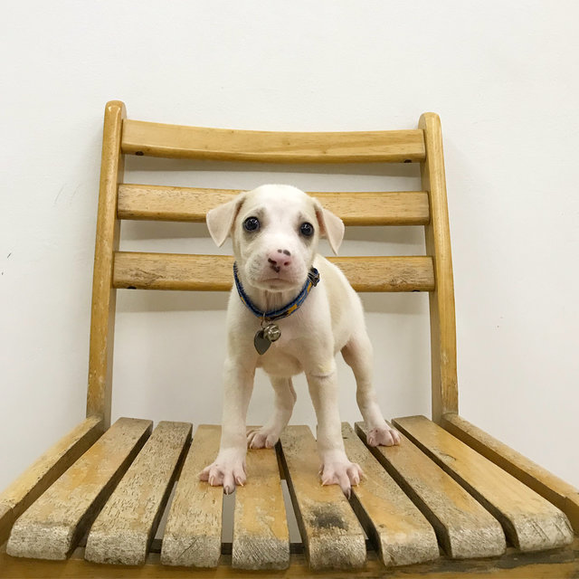 Isabelle - Mixed Breed Dog