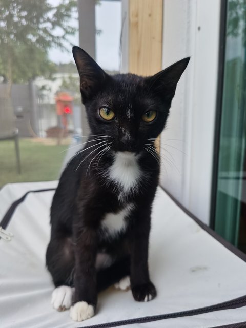 White Sock - Domestic Short Hair Cat