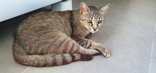 Jessie - Domestic Short Hair Cat