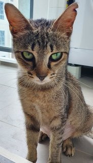 Jessie - Domestic Short Hair Cat