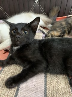 5 Kitties - Domestic Medium Hair + Domestic Long Hair Cat