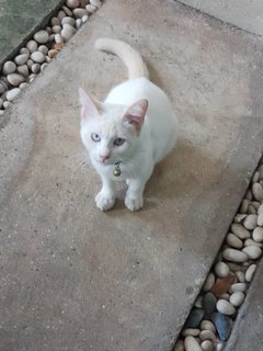 Eclair - Domestic Short Hair Cat