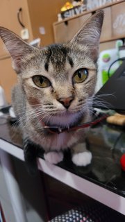 Ruby - Domestic Short Hair Cat