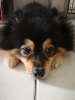 Trixie - Pomeranian Dog