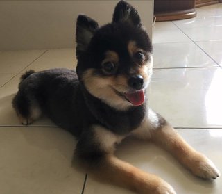 Trixie - Pomeranian Dog