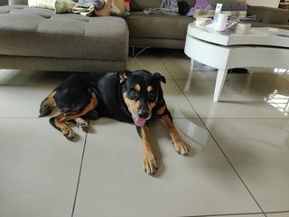 Keiko - Mixed Breed Dog