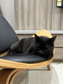 Blackie Baby  - Domestic Medium Hair Cat