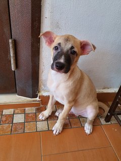 Kutty - Mixed Breed Dog