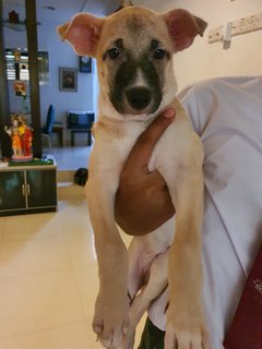 Kutty - Mixed Breed Dog