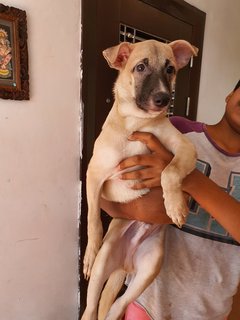 Kutty - Mixed Breed Dog