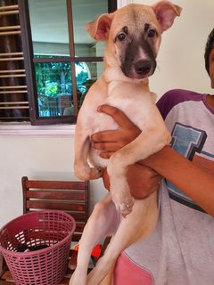 Kutty - Mixed Breed Dog