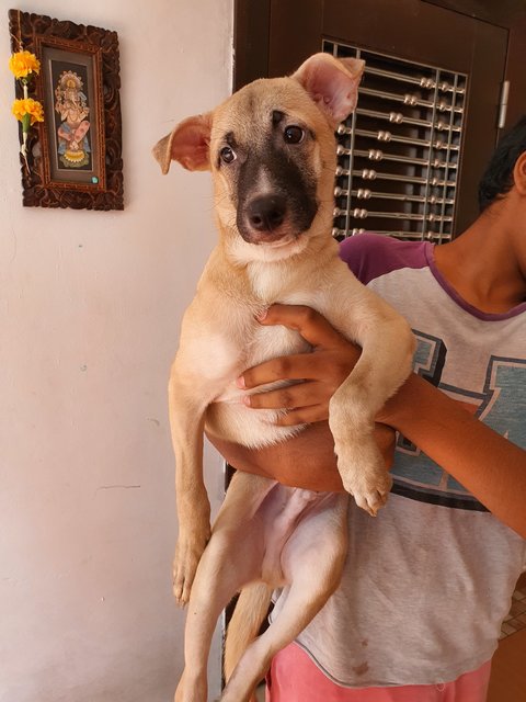 Kutty - Mixed Breed Dog