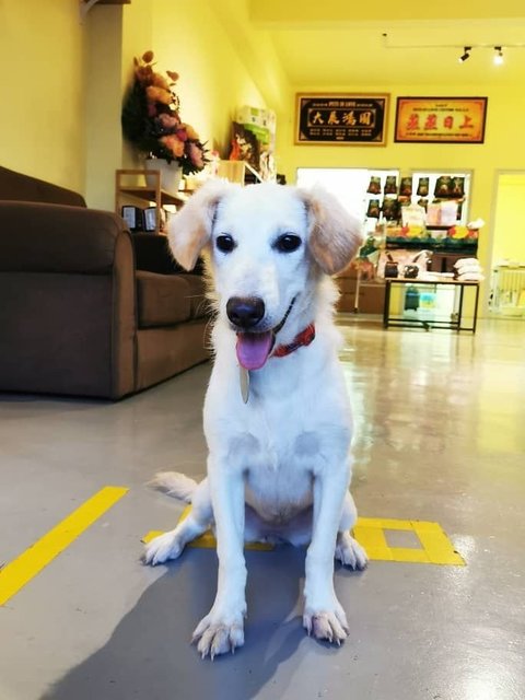 Snow White - Mixed Breed Dog