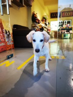 Snow White - Mixed Breed Dog