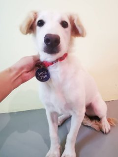 Snow White - Mixed Breed Dog