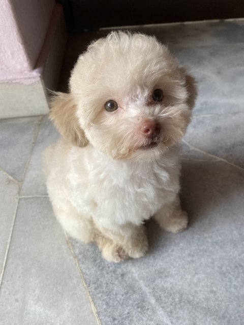 Bomi - Poodle Dog