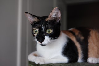 Kura-kura - Calico Cat