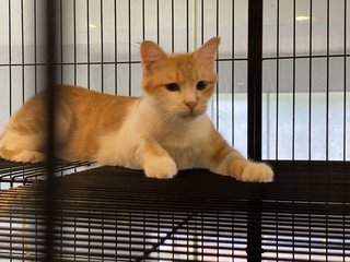 Uni - Domestic Medium Hair Cat