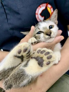 Mystique The Polydactyl - Domestic Short Hair Cat