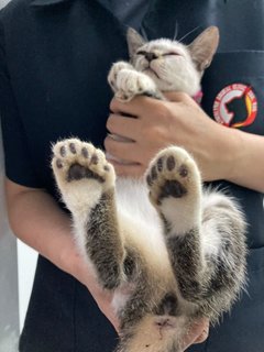 Mystique The Polydactyl - Domestic Short Hair Cat