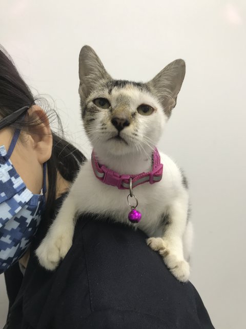 Mystique The Polydactyl - Domestic Short Hair Cat