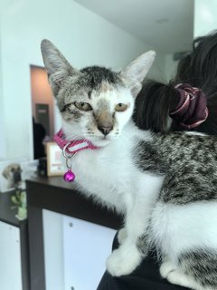 Mystique The Polydactyl - Domestic Short Hair Cat
