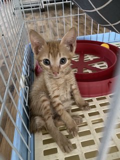 Pound - Domestic Medium Hair Cat