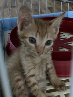 Pound - Domestic Medium Hair Cat