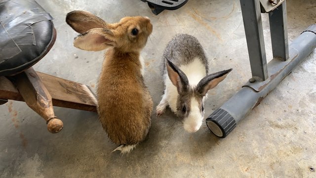 Oreo And Brownie - American Rabbit