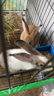 Oreo And Brownie - American Rabbit