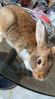 Oreo And Brownie - American Rabbit